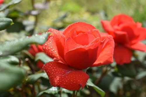 rose  plants  flowers