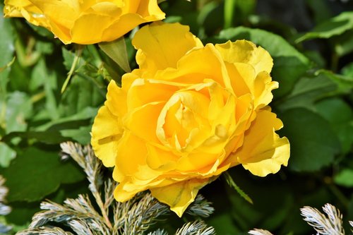 rose  rose bloom  yellow rose