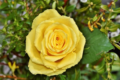 rose  yellow rose  garden rose