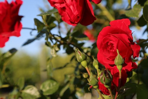 rose  red rose  flower