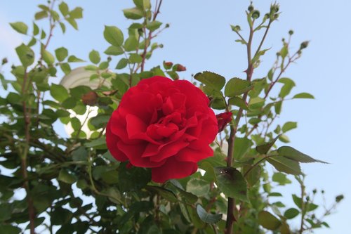 rose  red rose  flower