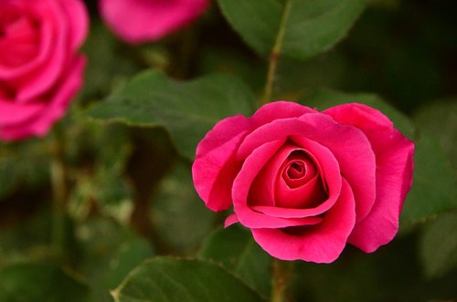 rose  flower  petal