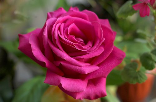 rose  beautiful flower  one rose