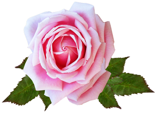 rose  pink  flower