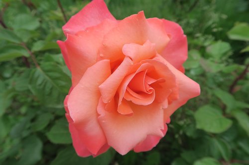 rose  algul  nature