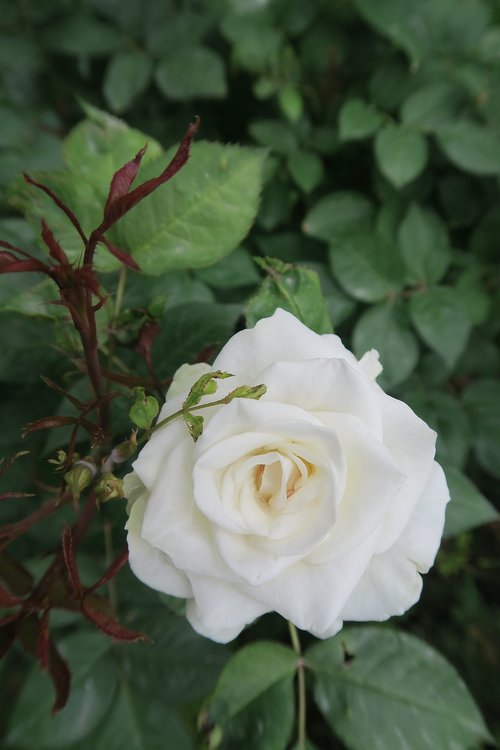 rose  white rose  nature