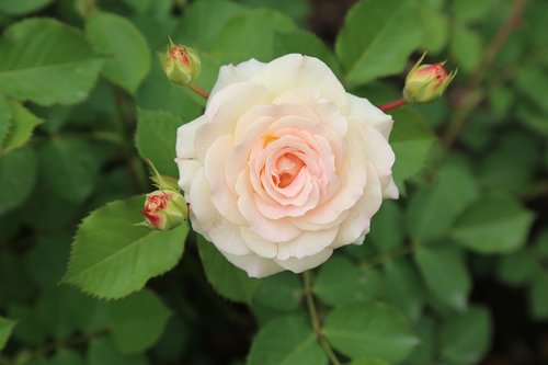 rose  whitish rose  roses