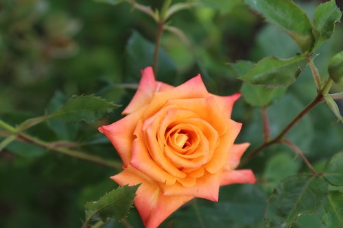rose  orange roses  plant