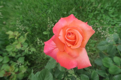 rose  orange roses  flower