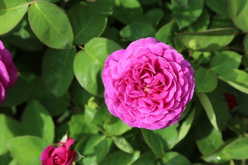rose  gulpembe  pink roses