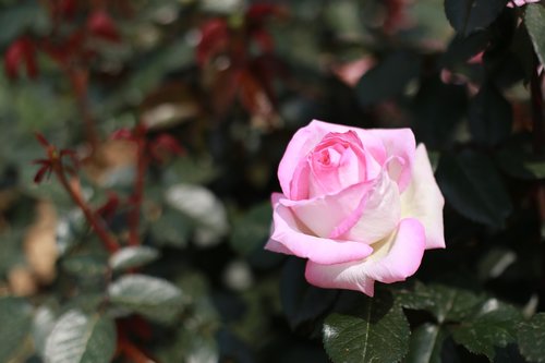 rose  pink roses  flowers