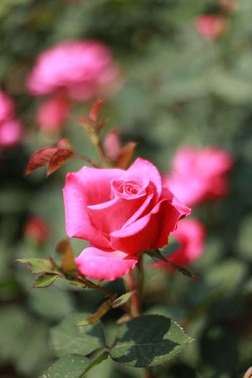 rose  pink roses  flowers