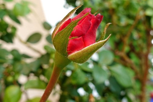 rose  red  bud