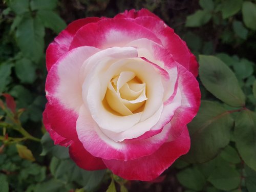rose  red  white