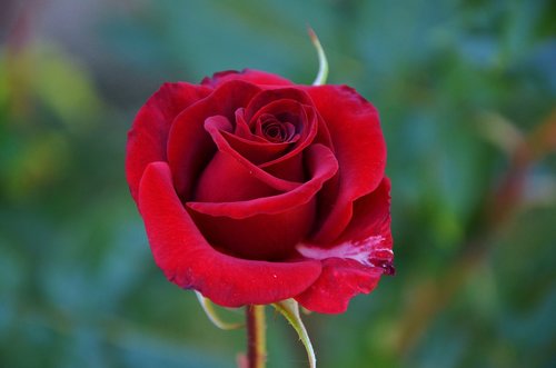 rose  red  flower