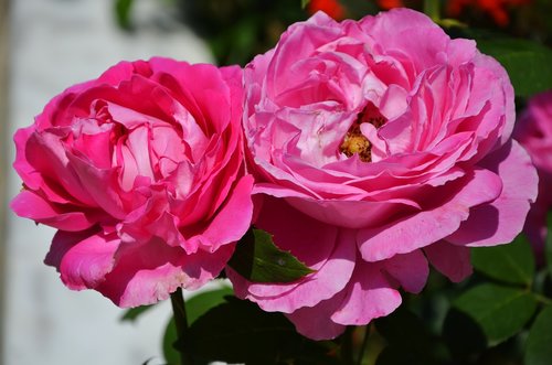 rose  flower  spring