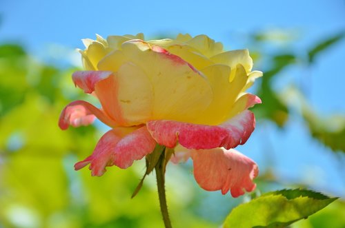 rose  flower  spring