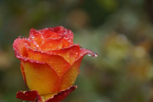 rose  bud  yellow