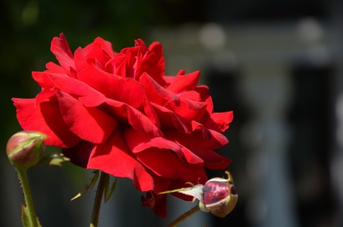 rose  flower  blossom