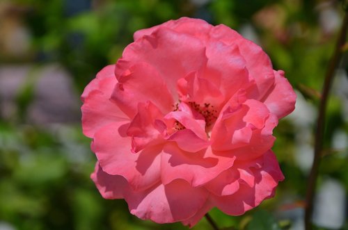 rose  flower  blossom