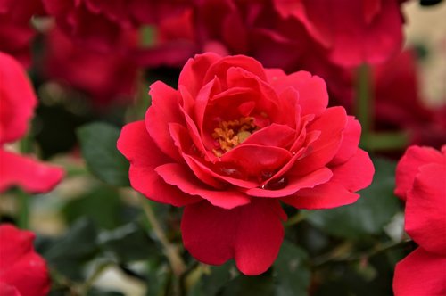 rose  flowers