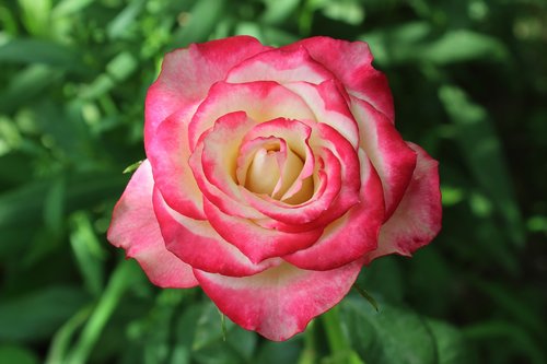 rose  flower  plant