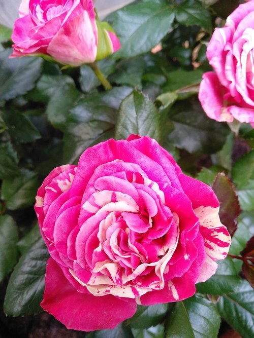 rose  flower  petal