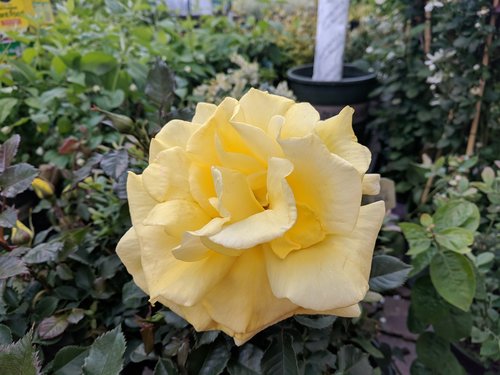 rose  garden  yellow rose