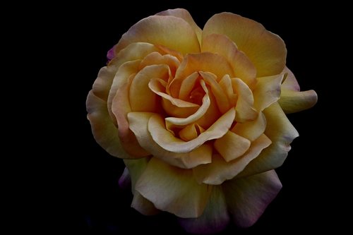 rose  detail  the flower