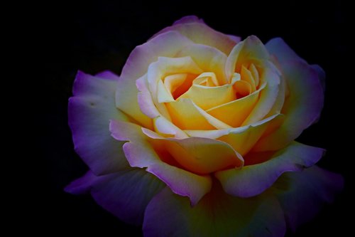 rose  flower  detail