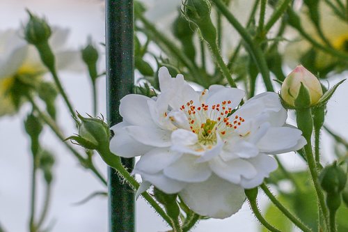 rose  white rose  flowers