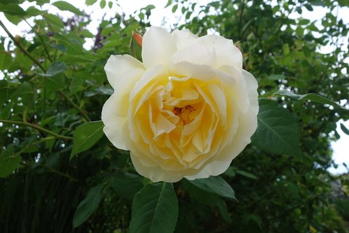 rose  yellow  garden