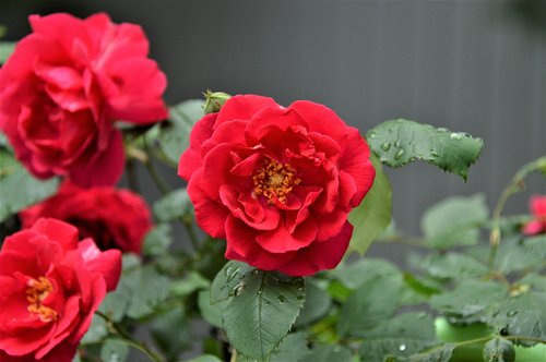 rose  plants  flowers