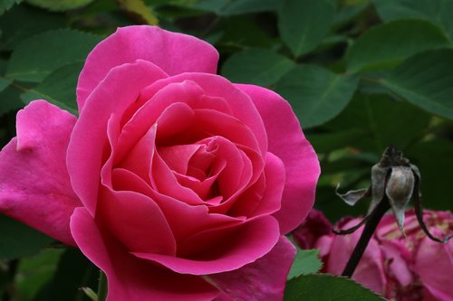 rose  plants  flowers