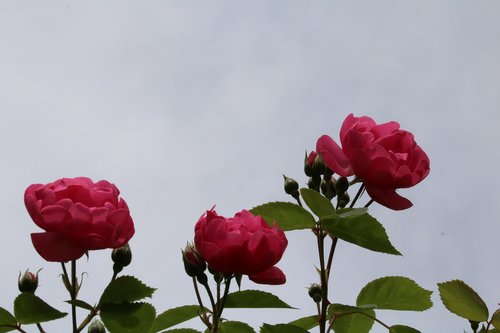 rose  plants  flowers