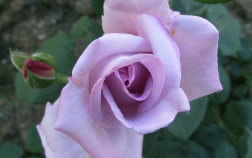 rose  purple