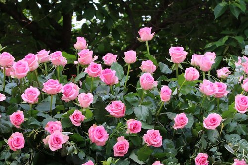 rose  rose festival  park