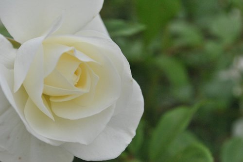 rose  white roses  flower garden