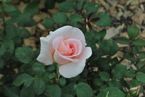 rose  white roses  flower garden