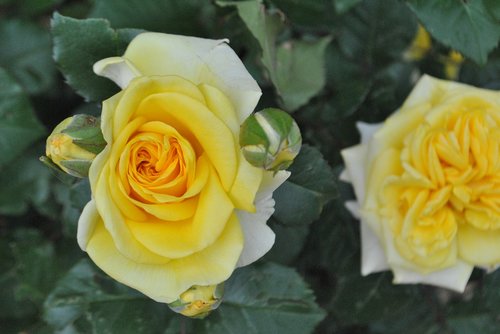 rose  yellow roses  flower garden