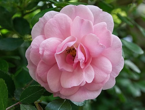 rose  gardening  flower