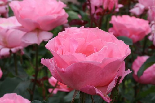 rose  rose festival  garden