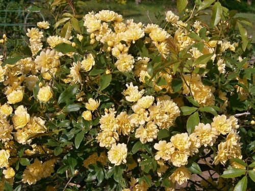 rose yellow flowers miniature roses