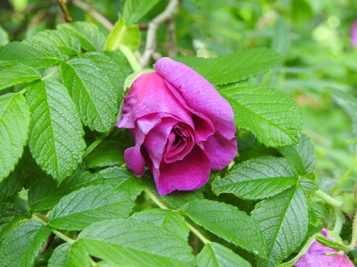 rose  flower  bud