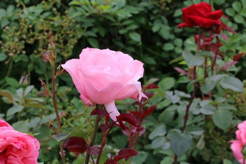 rose  rose festival  nature