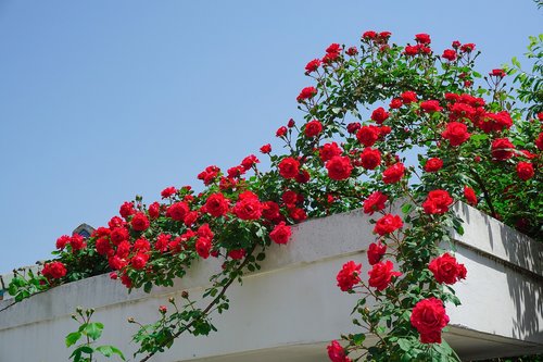 rose  rose vine