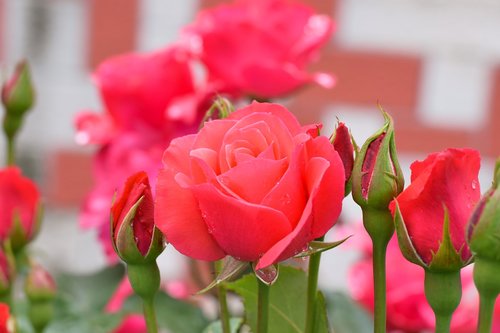 rose  flower  petal