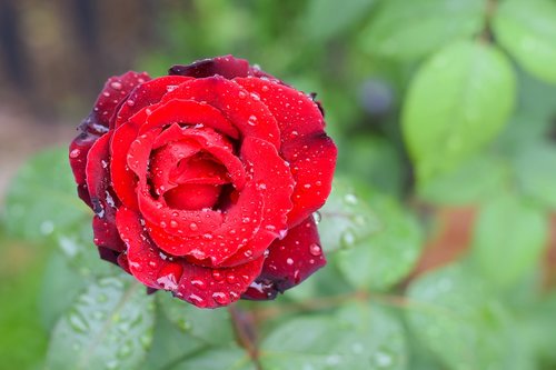 rose  flower  petal