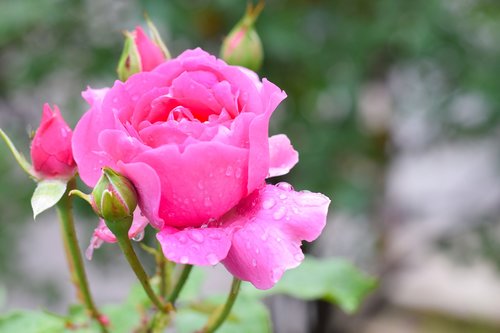 rose  flower  petal