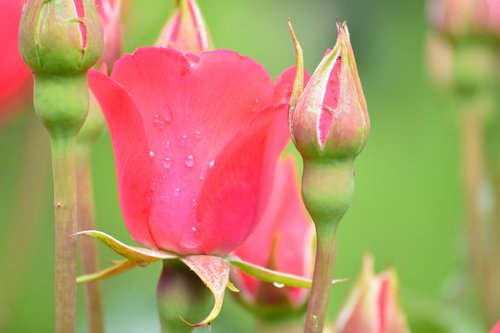 rose  flower  petal